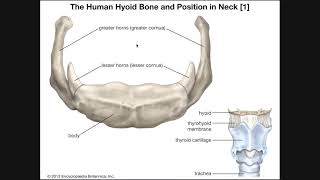 Muscles of the Anterior Neck  The Hyoid Layer  444 [upl. by Enenstein155]