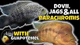 Dovii Wolf Cichlid JaguarJag Cichlid amp ALL Parachromis Care 🐟 Meanest Cichlids [upl. by Yorztif349]