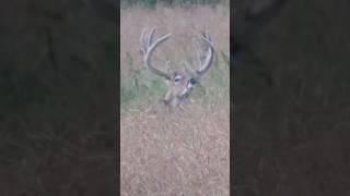 Opening day here in Sask whitetaildeer hunting archery [upl. by Kcirdneked]