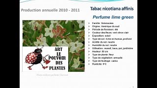 Tabac nicotiana affinis Perfume lime green plante annuelle [upl. by Ennazus49]