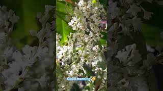 Beautiful late flowering Reynutria japonica 🥰 [upl. by Taryn]