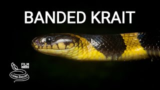 Banded krait a large deadly venomous snake which kills other snakes [upl. by Kenwee]