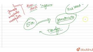 At what stage is Plasmodium picked up by the female Anopheles  Describe the life cycle of the [upl. by Mosier192]