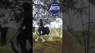 Gypsy Vanner horses running with abetta saddles horse gypsy [upl. by Dora615]