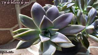 ¿Cómo cuidar a la suculenta llamada Graptopetalum Paraguayense🌺 [upl. by Naggem]