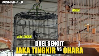 DUEL SENGIT Murai Batu JAKA TINGKIR vs OHARA Ditentukan ADU HOKI No Gantangan [upl. by Skrap]