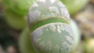 Lithops otzeniana Brakfontein SH531 6 Months Old And Time Lapse [upl. by Ike]