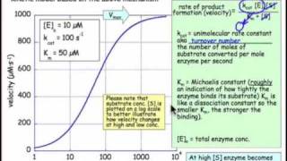 Enzyme Kinetics [upl. by Adachi562]