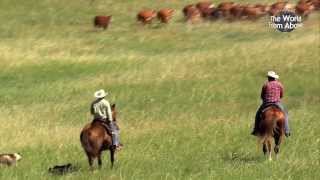 Cowboys of Nebraska  Cattle Drive at Bowring Ranch from Above HD [upl. by Pubilis328]