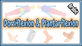 25 Dorsiflexion amp Plantarflexion Terms  مصطلحات الثني الظهري و الثني الأخمصي [upl. by Massie]