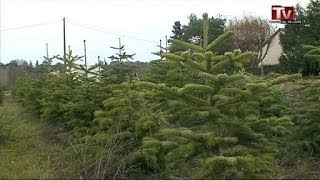 Les sapins de Touraine [upl. by Veats863]