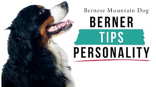 Bernese Mountain Dog Personality  Your Familys Perfect Protector [upl. by Llehcsreh]