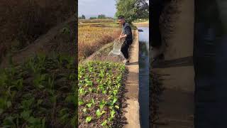 Vegetable patch watering tools Good tools and machinery can increase work efficiency [upl. by Ansel749]