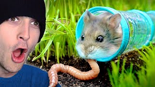 Testing a HAMSTERS Survival Skills Reaction [upl. by Ratha423]