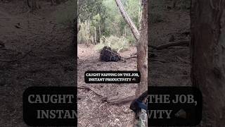 POV Caught Sleeping On The Job Like It Didn’t Happen feralpig outbackaustralia wildcreek [upl. by Oicnedif893]