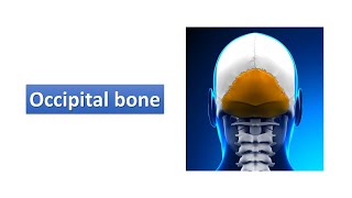 Occipital bone Prof Ashfaqur Rahman [upl. by Sile]