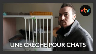 Une crèche pour chats [upl. by Ailen]