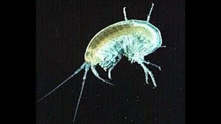 Amphipods amp Copepods for Your Saltwater Aquarium [upl. by Verna]