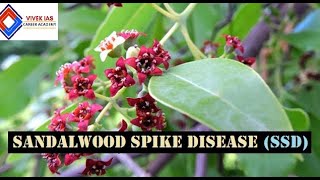 Sandalwood Spike Disease SSD  Red Sanders Ecological significance [upl. by Ahen]