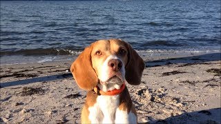 Sonnige Grüße von der Ostsee von Beagle Barnie [upl. by Vokaay]