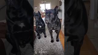 Amazing Cane corso Transformation🔥 💯 dog doglover shorts [upl. by Jolynn]