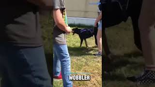 Wobbler Syndrome in Dogs Symptoms Diagnosis and Treatment 🐕‍🦺 [upl. by Ethyl655]