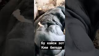 Неча кг чикади ёзамиз mol cow qoybozor funny bull qoyboqish baki molbozor animals bozor [upl. by Ajdan]