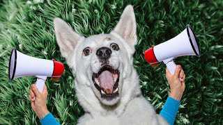 Sirens to Make Dogs Howl Perfect Sound Effect to Tease Your Dog [upl. by Blus]