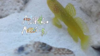 How to Keep Pistol Shrimp and Shrimp Gobies [upl. by Spillihp563]