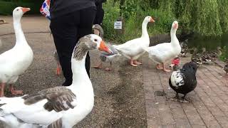 Ace honking domestic geese [upl. by Eintruoc]