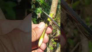 Grafting technical avocadografting graftingtechniques grafting sambungsisip shortfeed [upl. by Aiciram]