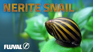 Species Spotlight  Nerite Snail [upl. by Oidgime]