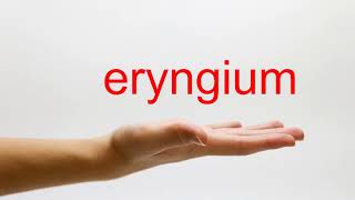 How to Pronounce eryngium  American English [upl. by Yecaw]