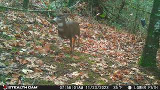 McMinnville Buck 112323 [upl. by Annabelle256]