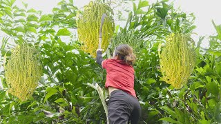 Harvesting Caryota Urens  Fishtail Palm Tree  Go to the market to sell  Phuong  Harvesting [upl. by Aseena]