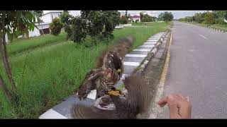 hunting with Crested Goshawk quotSpeedyquot [upl. by Ahsat]