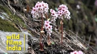 Bergenia ciliata or Saxifrage growing in the high Himalaya [upl. by Ambrosio]