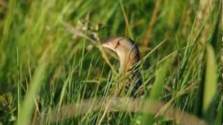 Corncrake [upl. by Wachter]