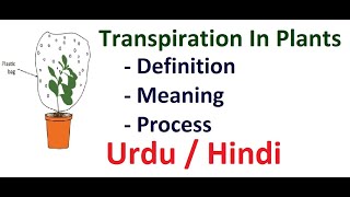 Transpiration In Plants Urdu  Hindi [upl. by Akimad]