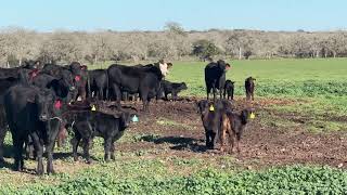 Brangus heifer pairs and heavy breds bred to Brangus Bulls [upl. by Qerat846]