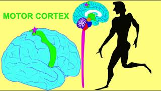 fiber tracts of the midbrain [upl. by Henrique865]