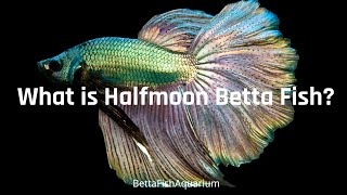 Halfmoon Betta  What is halfmoon betta fish  How big do betta fish get [upl. by Reahard]