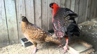 Tragopan satyra Tragopan czerwony [upl. by Gassman244]