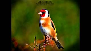 Wild goldfinch song from Algeria تغريد الحسون الخلوي الجزائري [upl. by Ihsorih]