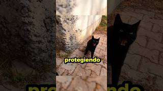 El Pobre Gato no Confía en los Humanos 😱🐈 gatos gato gatitos [upl. by Akemahc]