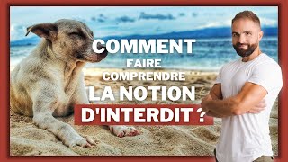 Faire comprendre la notion dinterdit à son chien [upl. by Poppo]