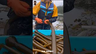 This is edible Algae Kelp facts shorts [upl. by Legra]