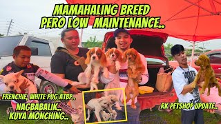 LOADED DIN ANG FRENCH BULLDOGMERON SOLID ISABELLA TAN LINES [upl. by Hoopes931]