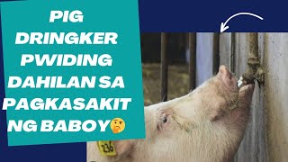 PIG DRINGKER PWIDING DAHILAN PAGKAMATAY NG BABOY AT PAANO MALAMAN NA HEAT STROKE ANG BABOYALAMIN [upl. by Luben]