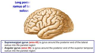 9 Sulci and gyri of superolateral surface of Cerebral hemisphere [upl. by Attalie763]